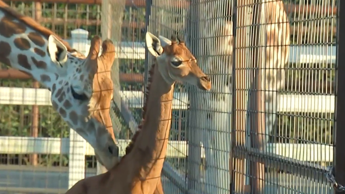 Ποιο όνομα έδωσε το κοινό στην καμηλοπάρδαλη που γεννήθηκε χωρίς κηλίδες