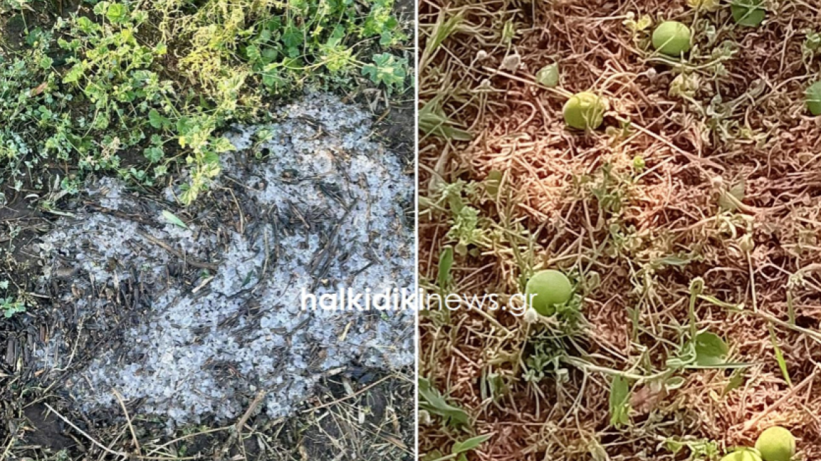  Σημαντικές ζημιές σε αγροτικές καλλιέργειες από την ισχυρή χαλαζόπτωση - Καταστροφές στη Χαλκιδική