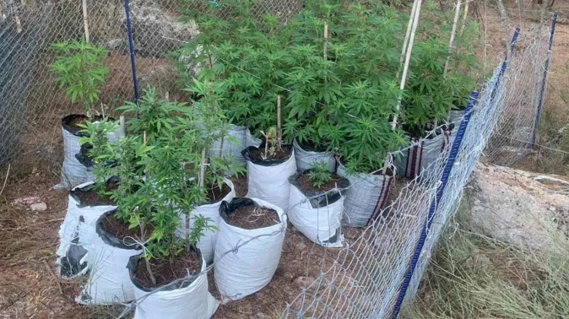 Ενέδρα στον καλλιεργητή χασισοφυτείας στη Λέσβο