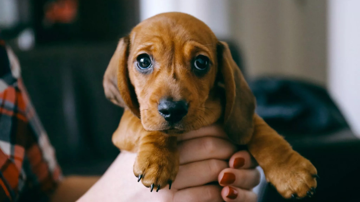 Πώς να ηρεμήσετε ένα κουτάβι που κλαίει τη νύχτα