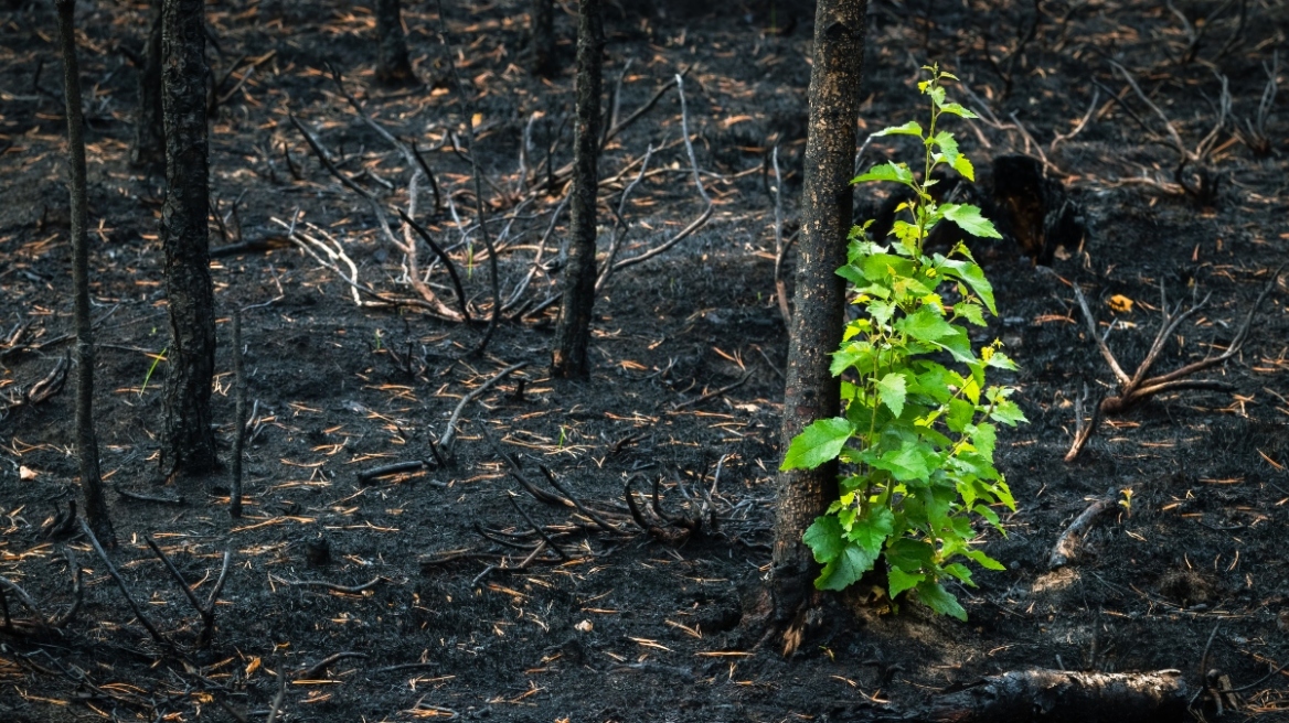 Σπάνια είδη κατακτούν τις καμένες περιοχές, σύμφωνα με ελβετικό ερευνητικό ινστιτούτο