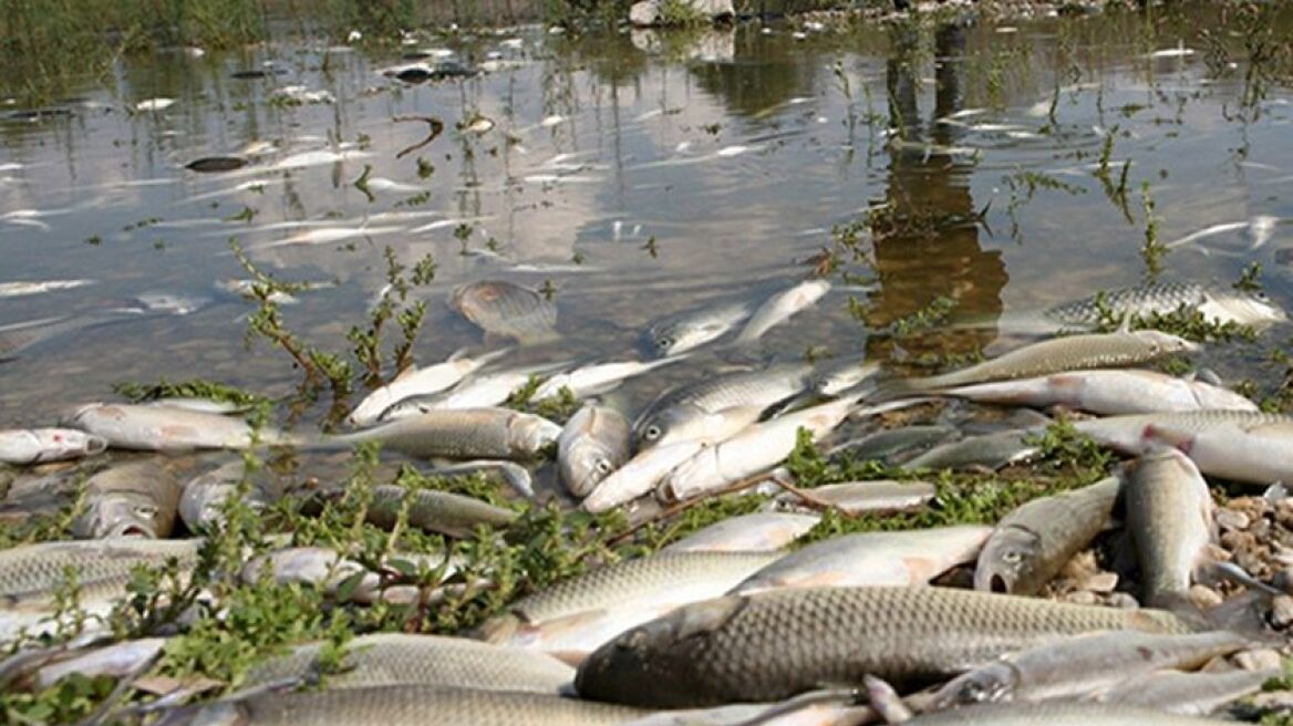Νεκρά ψάρια ξεβράζει ο ποταμός Ευρώτας 