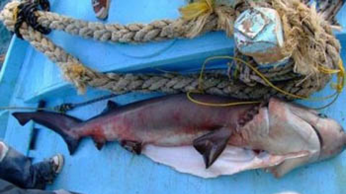 "Σαπουνάς" πιάστηκε στα δίκτυα ψαράδων στα Χανιά