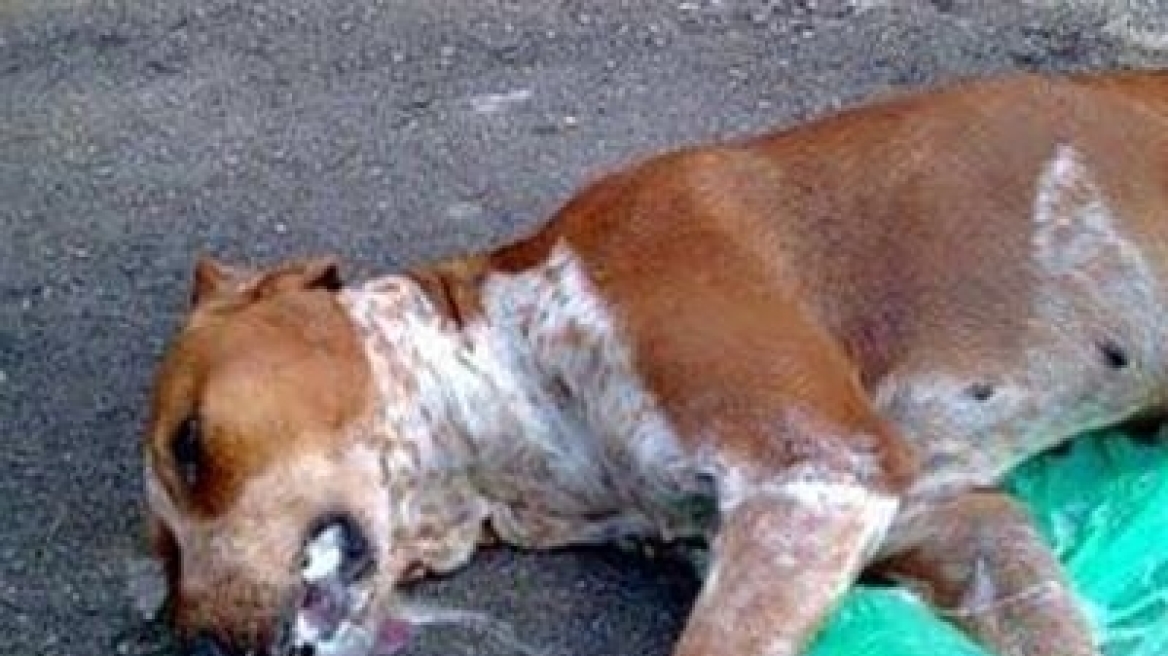 Δεκάδες ζώα νεκρά από φόλες στην Αθήνα
