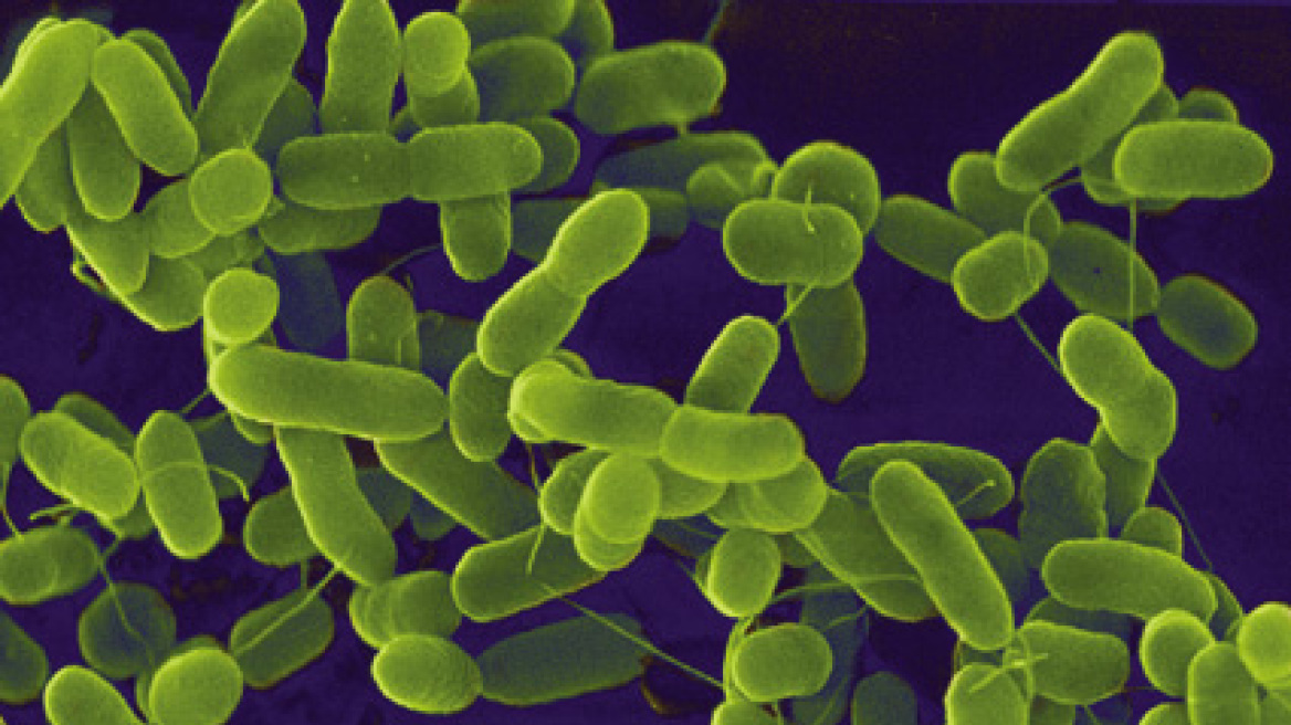 Το βακτήριο Ε. coli μπορεί να ταξίδεψε και μέχρι τις ΗΠΑ