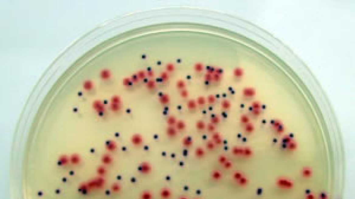 Δυο επιπλέον νεκροί από το E.coli στη Γερμανία