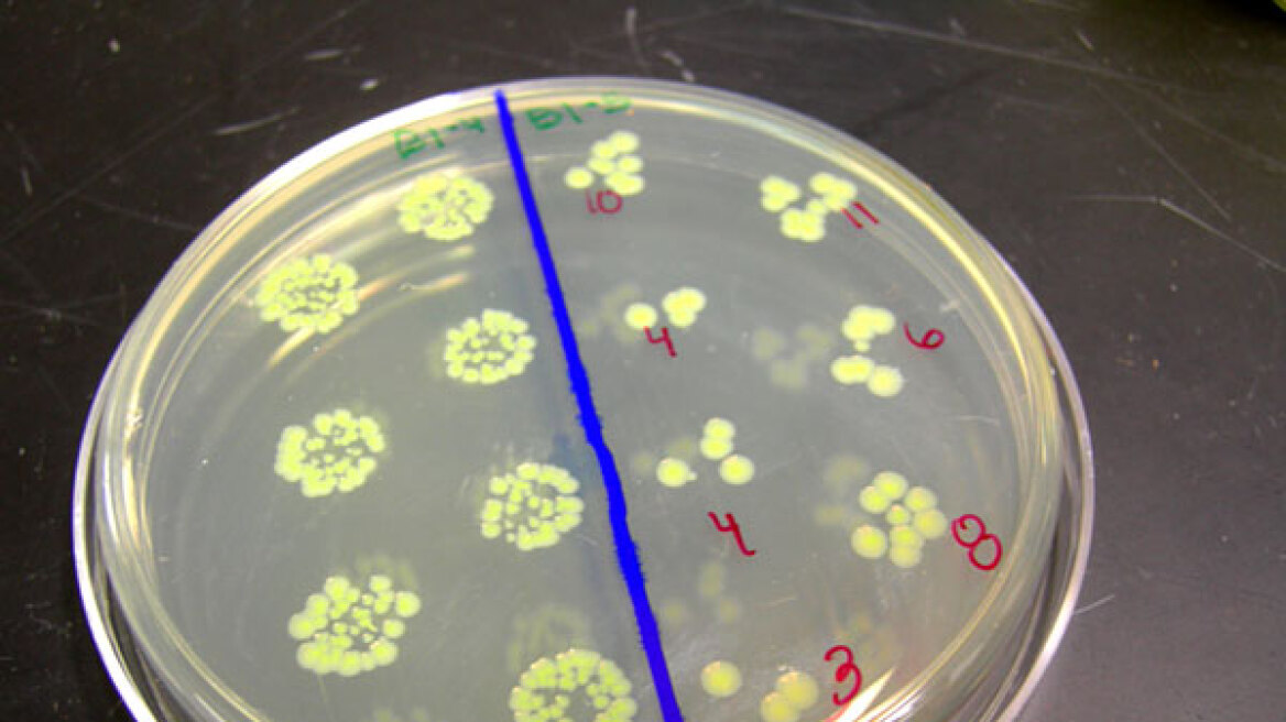 Σπόροι από την Αίγυπτο ένοχοι για την επιδημία του E.coli;