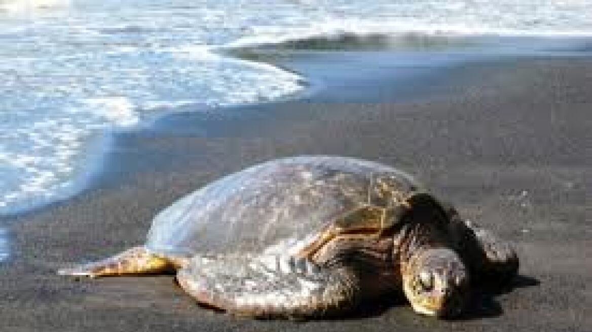 Δύο νεκρές χελώνες μέσα σε δύο μέρες στο Μαλιακό