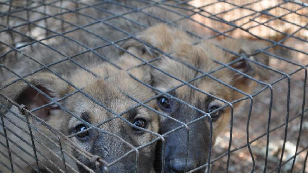 Εικόνες φρίκης στο παράνομο παζάρι ζώων στο Σχιστό