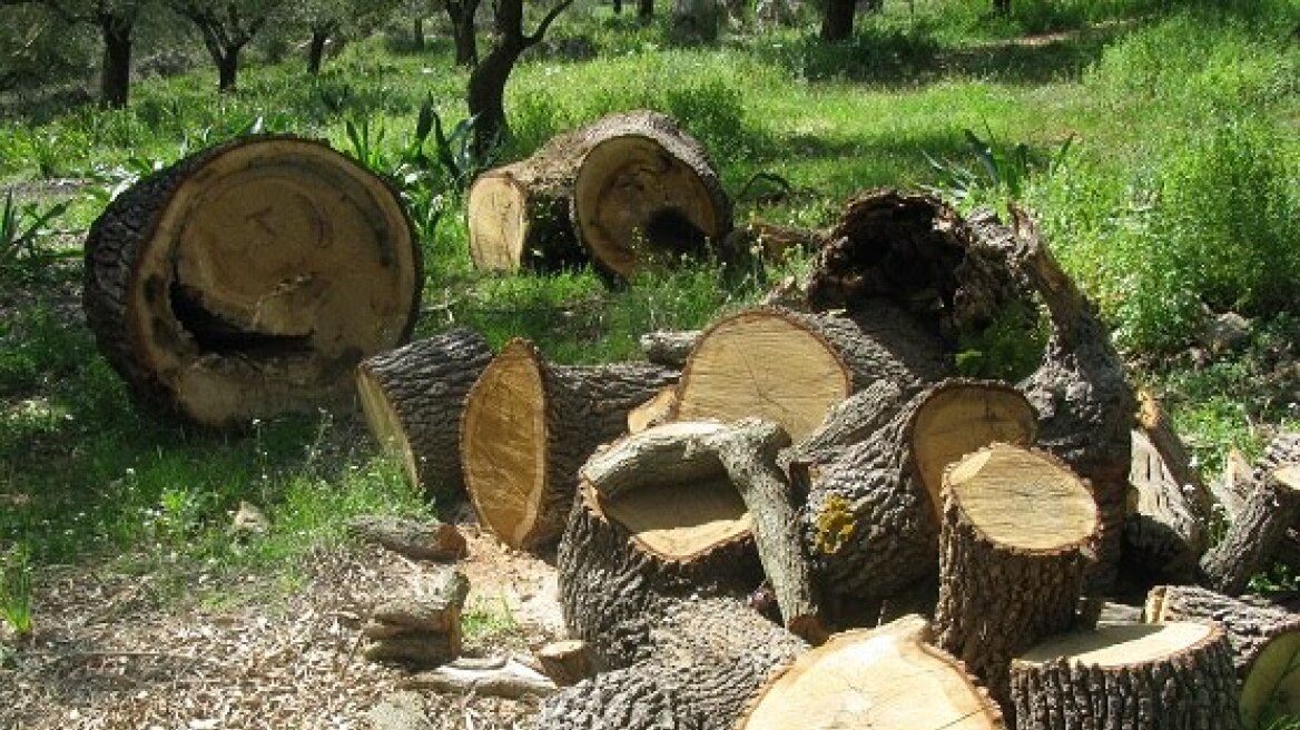 Αλβανοί έκλεψαν 30 τόνους ξυλείας από δάσος! 