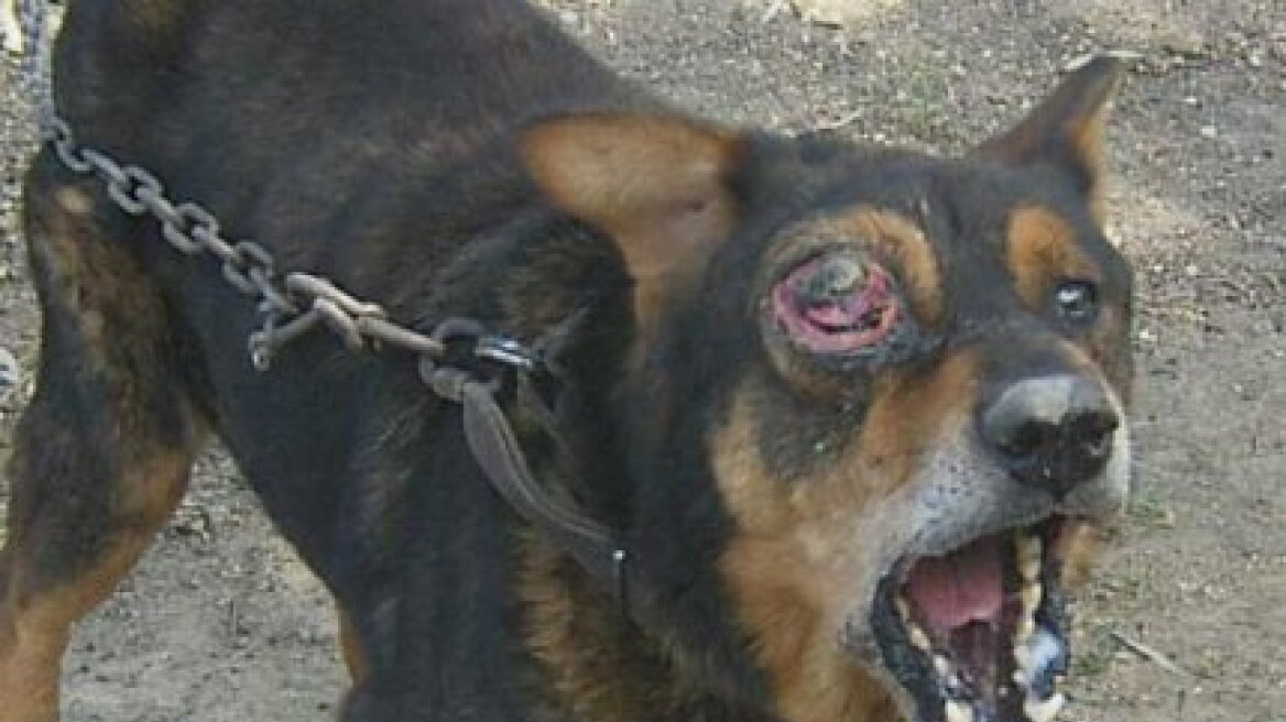 Κρήτη: Αφήνουν σκύλο να αργοπεθαίνει από καρκίνο στο μάτι 