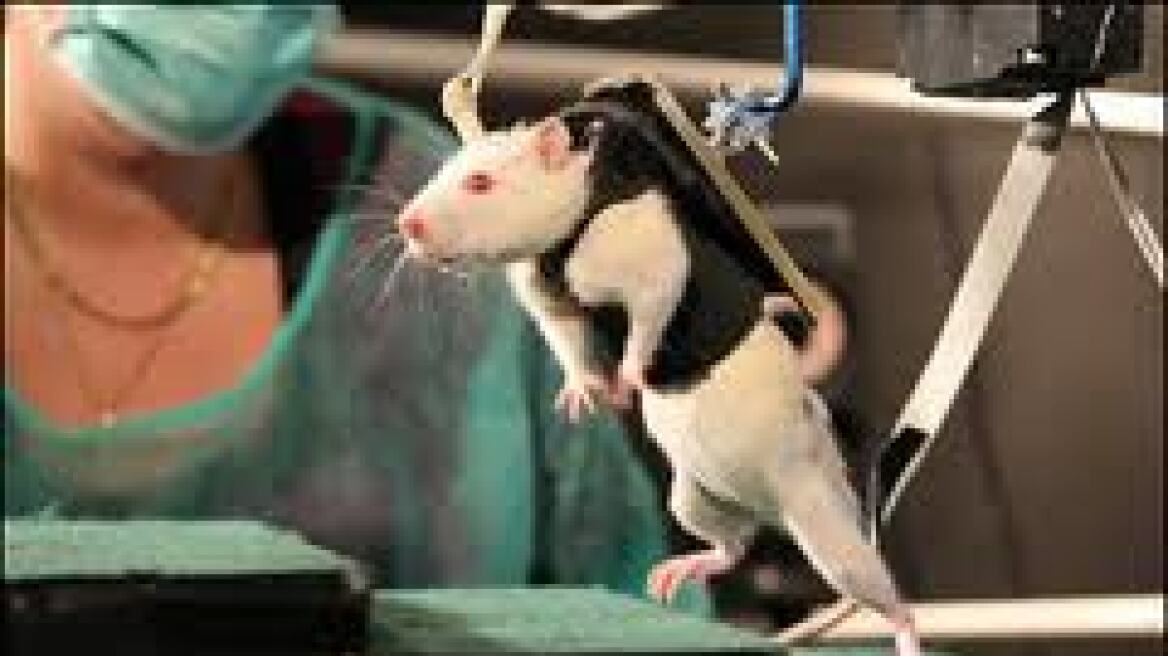 Ρομποτική συσκευή βοήθησε παράλυτα ποντίκια να τρέξουν!