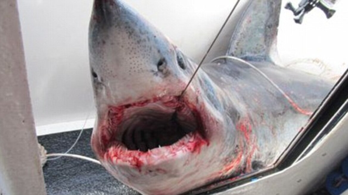 Βάρκα… «στα σαγόνια του καρχαρία»