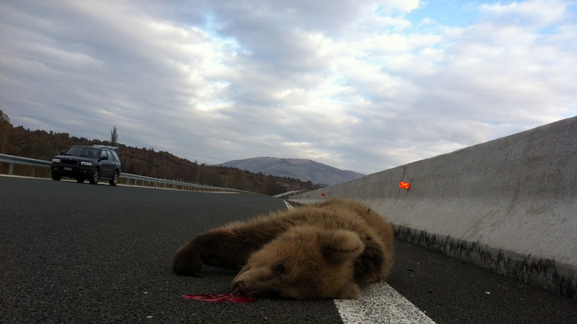 Νεκρή αρκούδα έπειτα από ατύχημα στην Εγνατία Οδό 