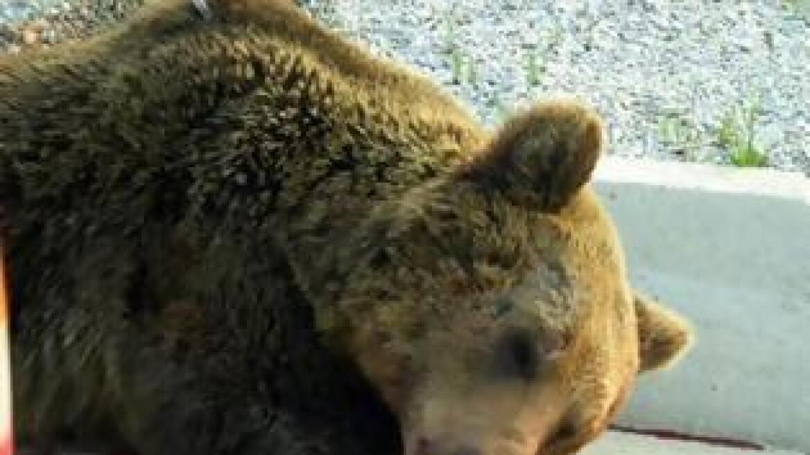 Μία αρκούδα νεκρή κάθε μήνα στο οδικό μας δίκτυο!