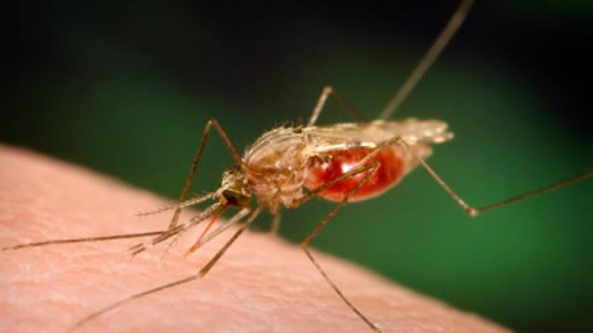 Επτάχρονη με ελονοσία στη Λάρισα 
