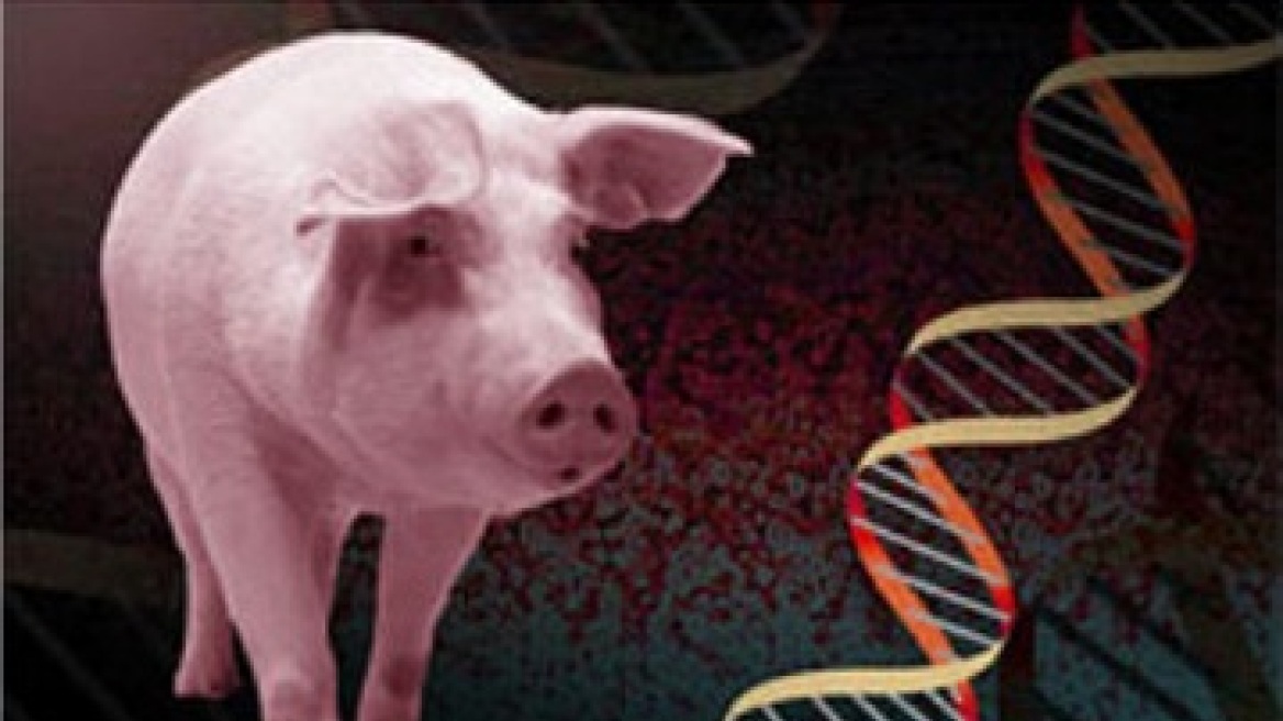Πόσο ταιριάζει το DNA του χοίρου με του ανθρώπου;