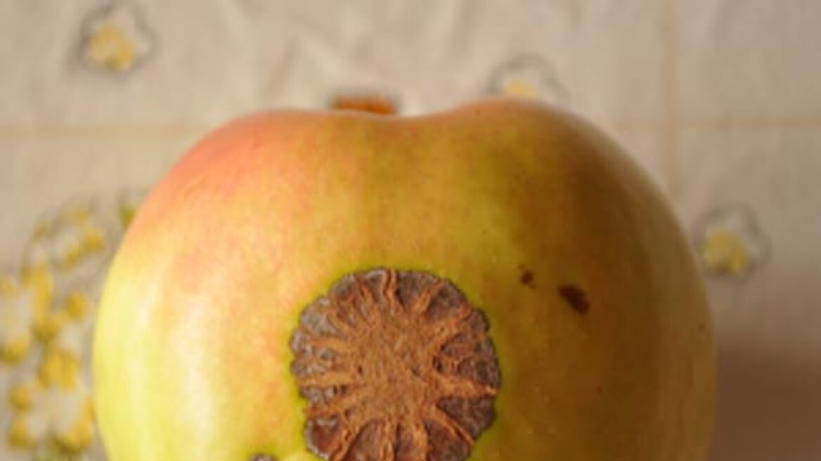 Ανακάλυψαν μήλο με τον... ήλιο της Βεργίνας οι Σκοπιανοί