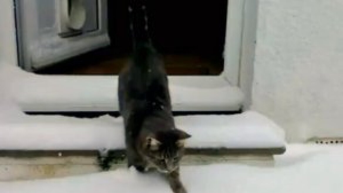 Βίντεο: Γάτα βλέπει για πρώτη φορά χιόνι