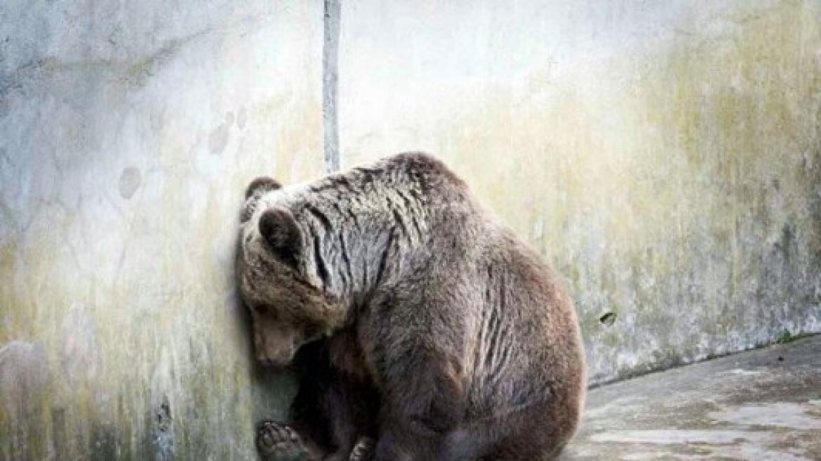 Νεκρή η τελευταία άγρια αρκούδα στην Ελβετία