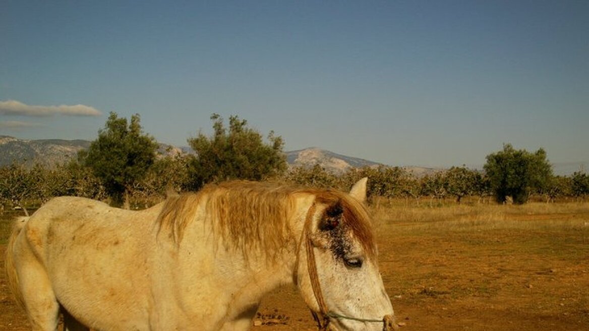 Κι όμως κάνουμε και "εξαγωγές" αλόγων