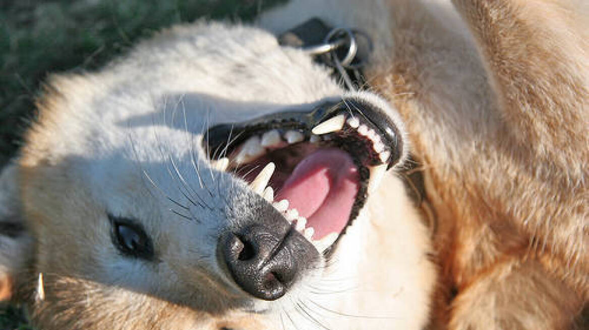 Σκύλος σκότωσε 5χρονο στη Λάρνακα 