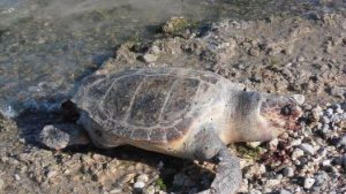 Νεκρή θαλάσσια χελώνα ξεβράστηκε στο Άστρος