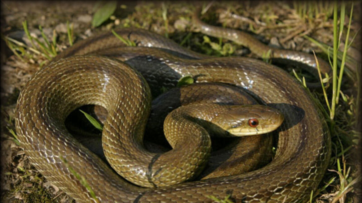 Αμολούν οι οικολόγοι φίδια στα δάση; 