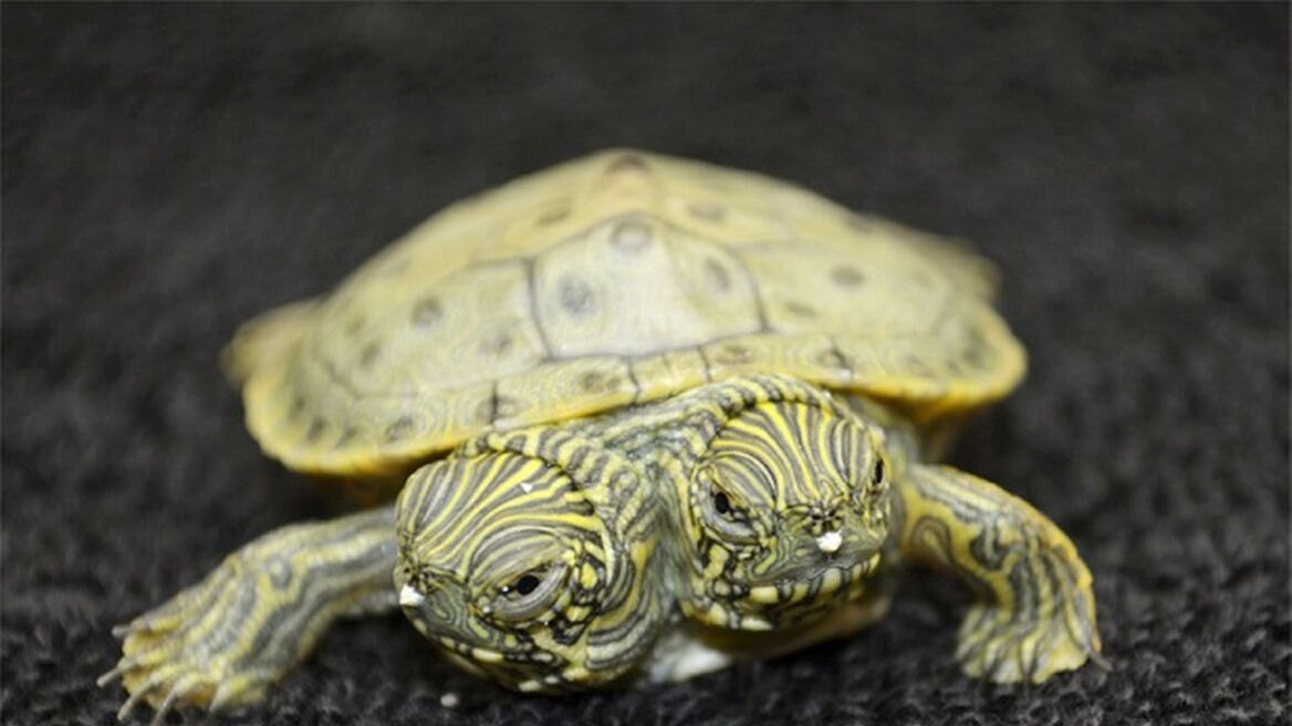Βίντεο: Γεννήθηκε χελώνα με δυο κεφάλια στο Τέξας