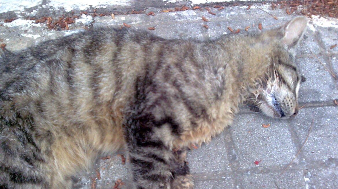 «Τσουχτερό» πρόστιμο για ηλικιωμένο που δηλητηρίασε γάτες στη Σαλαμίνα  