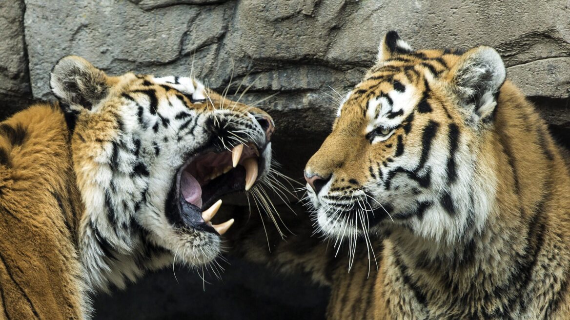 Ιταλία: Τίγρεις κατασπάραξαν 72χρονο επιστάτη ζωολογικού κήπου