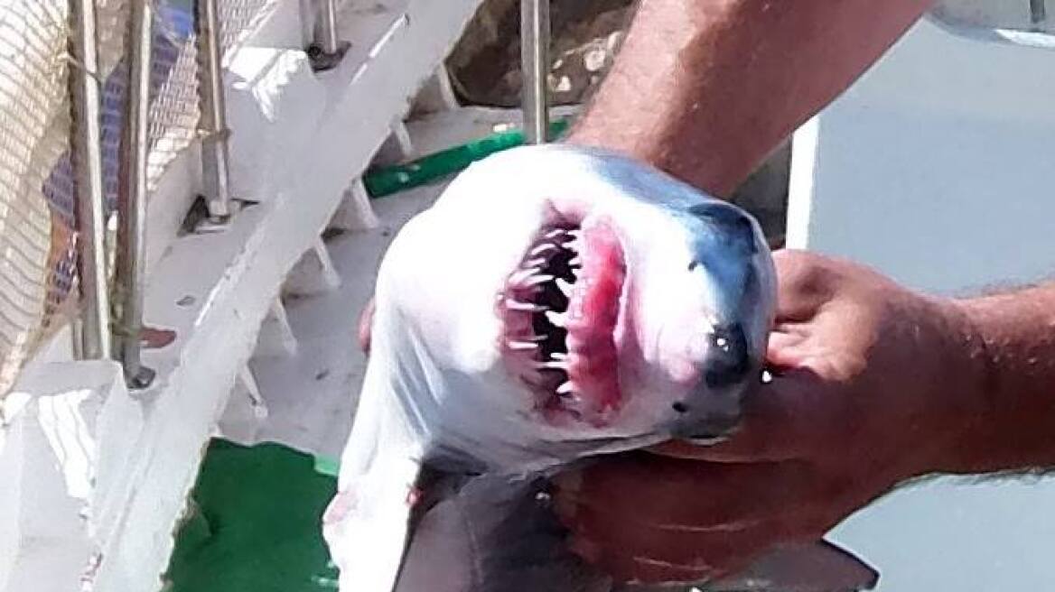 Ψαράς από την Κεφαλλονιά έπιασε μικρό καρχαρία