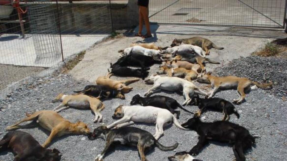 Και νέα κτηνωδία στην Κρήτη: Δηλητηρίασαν 23 σκυλιά μέσα σε καταφύγιο στη Σητεία! 
