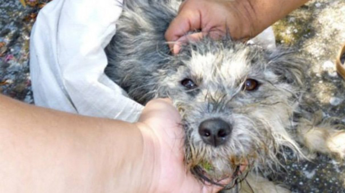 Κιλκίς: Πρόστιμο 31.000 ευρώ γιατί πέταξε το σκυλί του από το αυτοκίνητο 