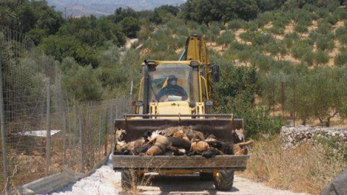 Δηλητηρίασαν 25 σκυλιά μέσα σε ιδιωτικό καταφύγιο στα Χανιά 