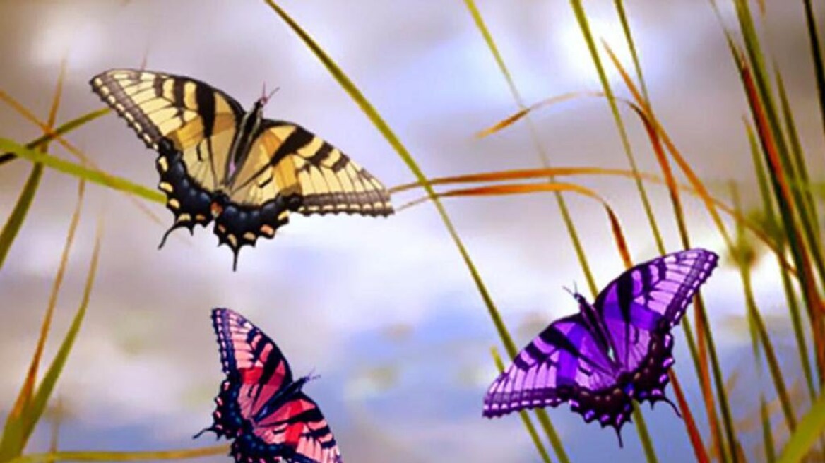 Μειώνεται επικίνδυνα ο πληθυσμός των πεταλούδων στα λιβάδια της Ευρώπης