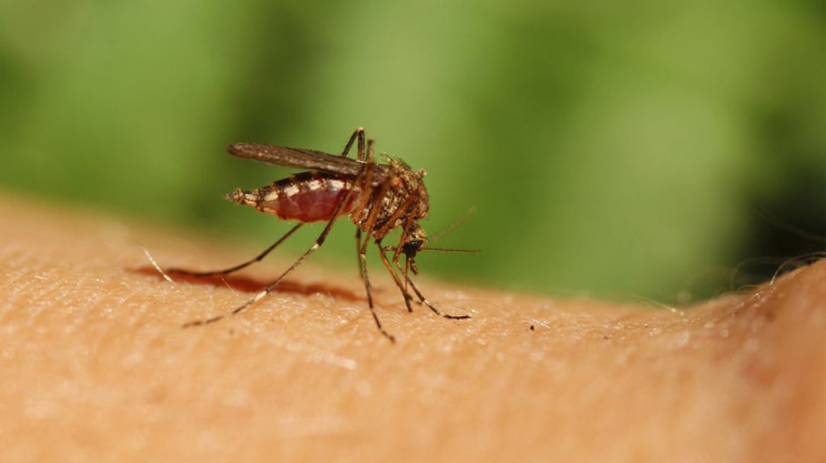 Μολυσμένα με τον ιό του Δυτικού Νείλου τα μισά κουνούπια στην Ελλάδα