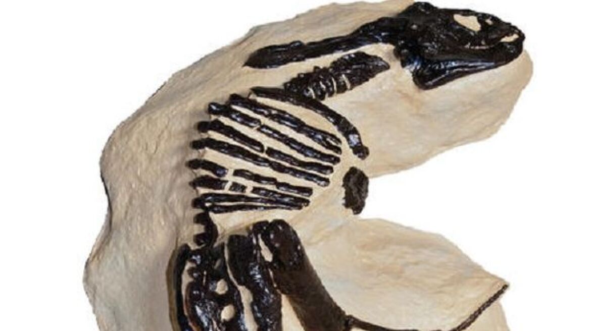 Στο «σφυρί» οι σκελετοί δύο δεινοσαύρων έναντι 6 εκατ. στερλινών 