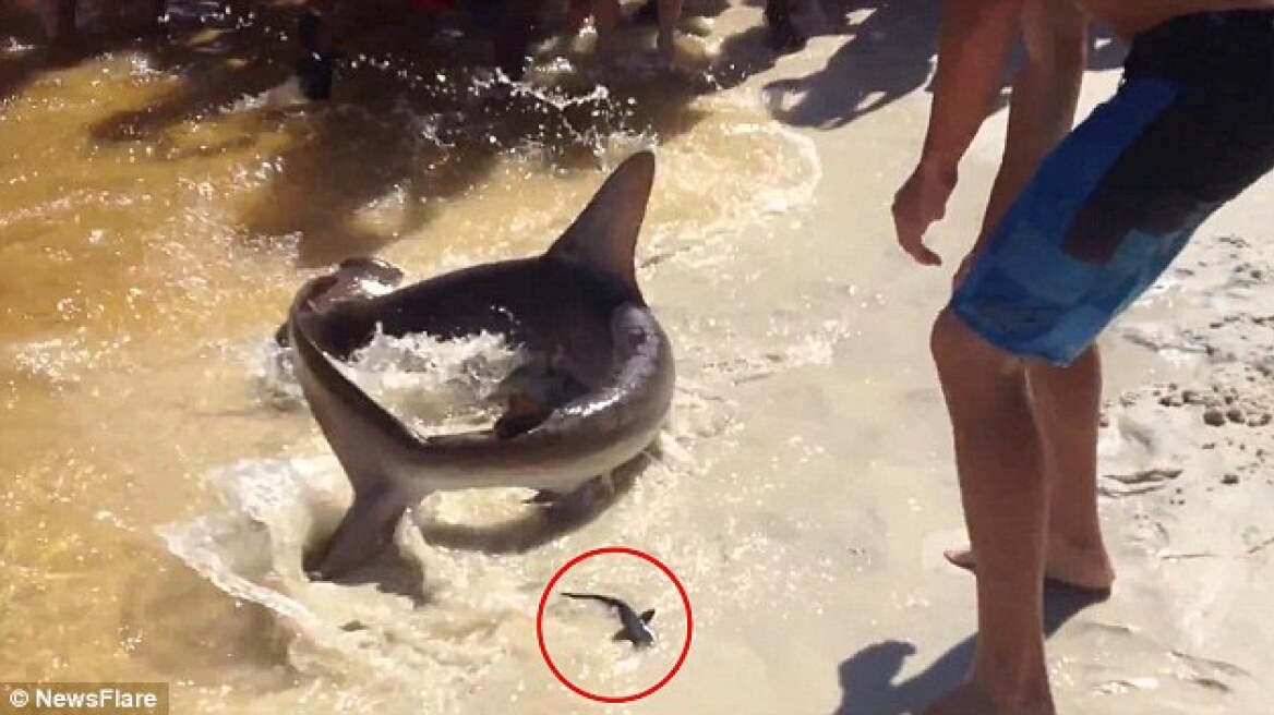 Σφυροκέφαλος καρχαρίας γέννησε ανάμεσα σε λουόμενους!