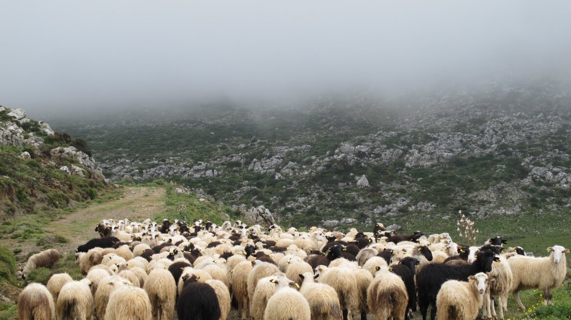Ορεστιάδα: Ακόμη 400 πρόβατα που προσβλήθηκαν από ευλογιά θανατώθηκαν