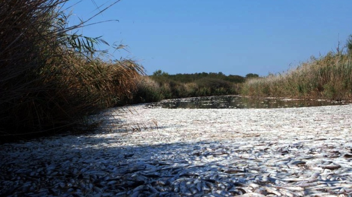 Χιλιάδες νεκρά ψάρια στη λίμνη Ισμαρίδα