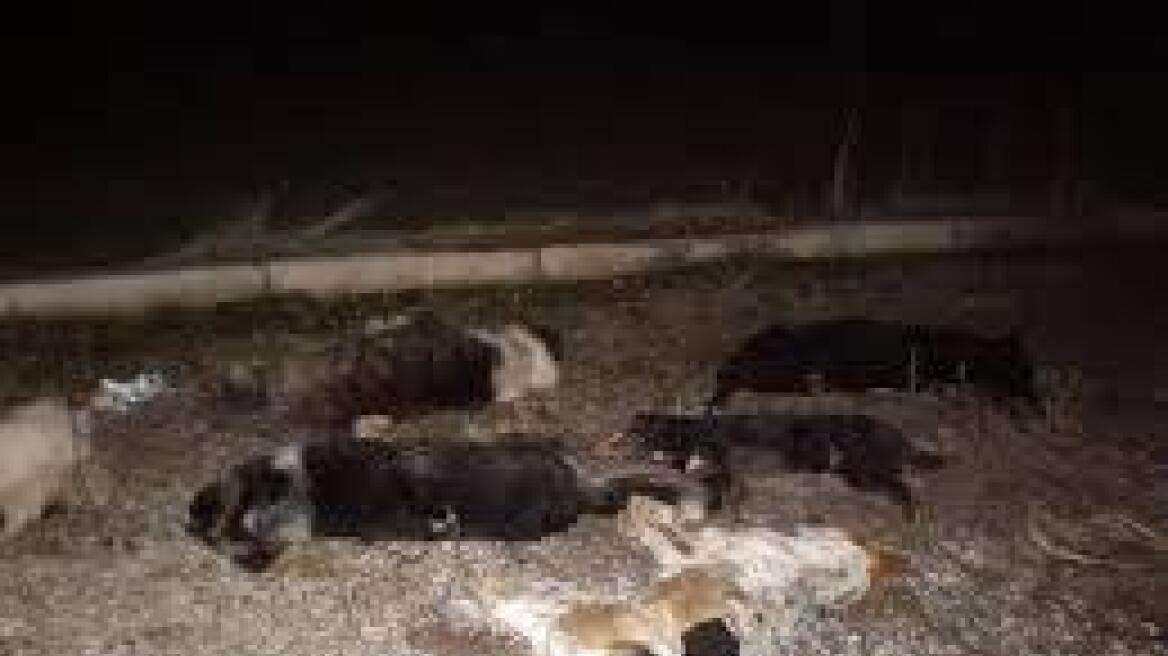 Λάρισα: Επικήρυξαν ασυνείδητο που σκότωσε 16 σκυλιά και γάτες