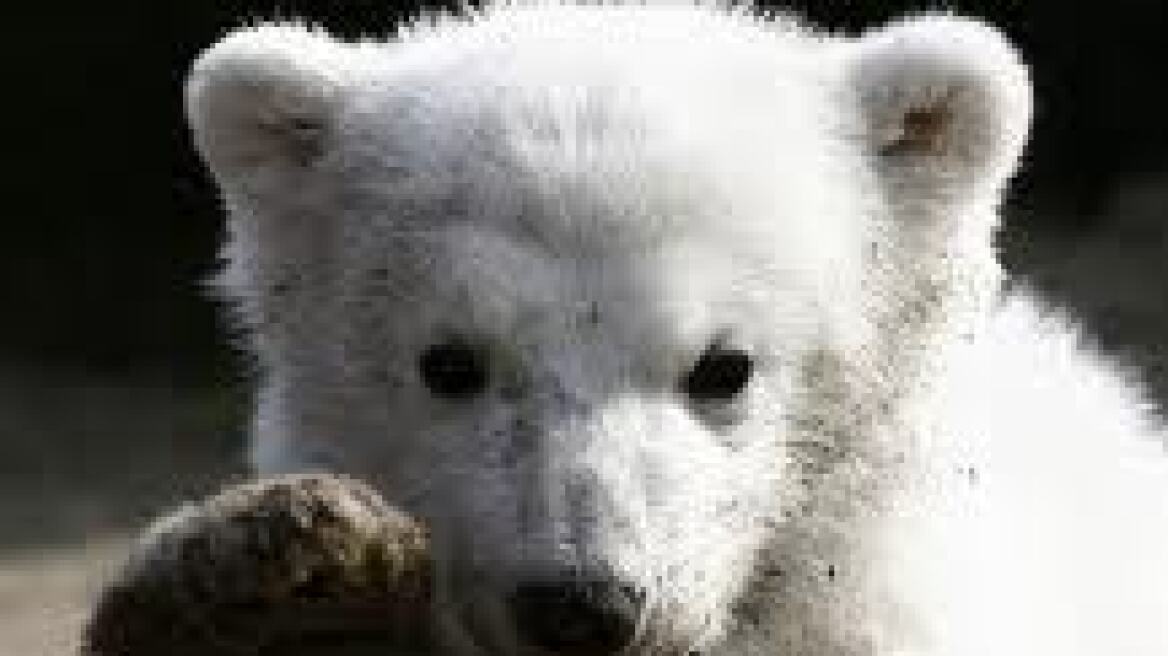 Γερμανία: Δικαιώθηκε ζωολογικός κήπος για το όνομα της πολικής αρκούδας Κνουτ 