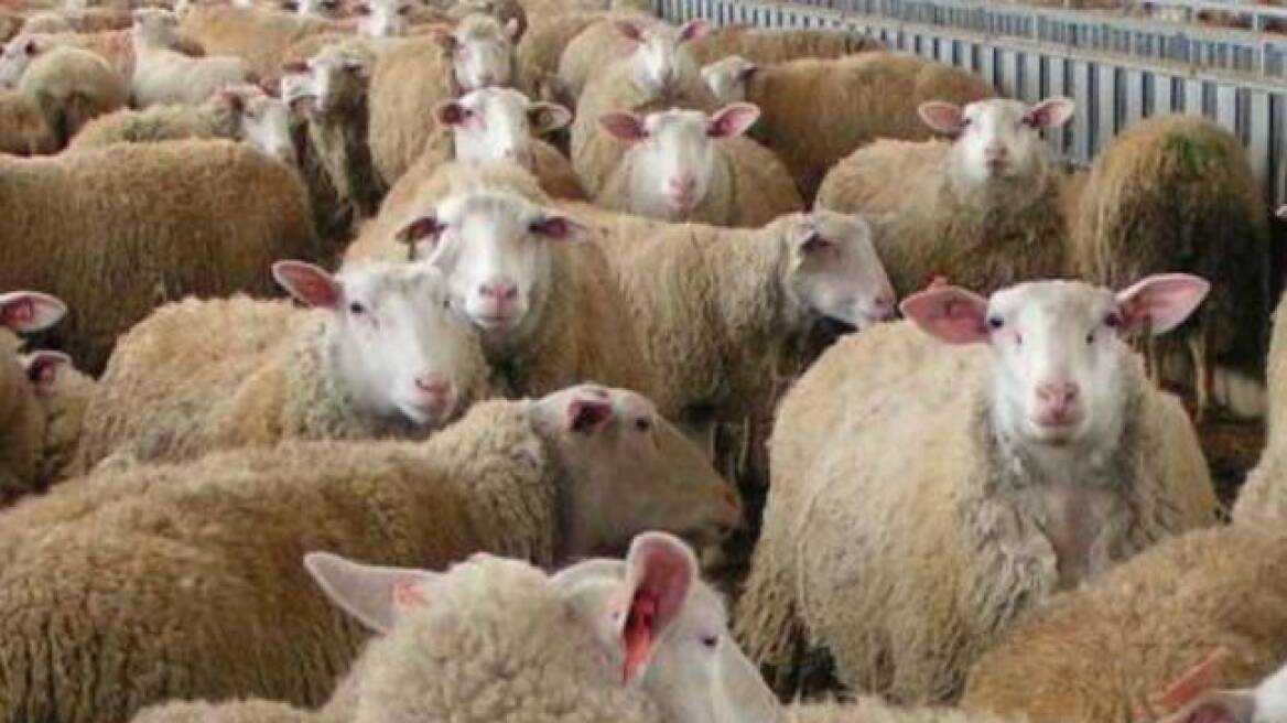 Πάνω από 900 πρόβατα θανατώθηκαν λόγω ευλογιάς στον Έβρο