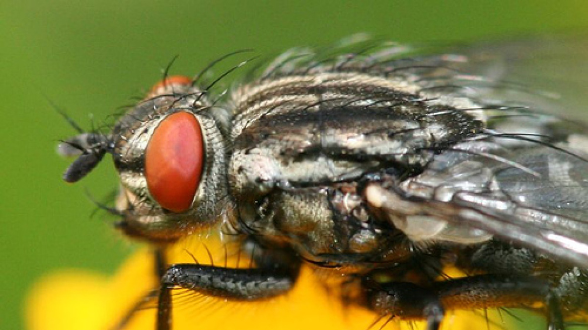 Γιατί μας ξεφεύγουν οι μύγες