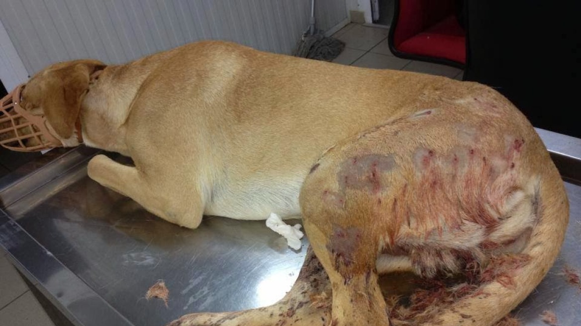 Σοκ στη Λέσβο: Πυροβόλησαν αδέσποτο σκύλο με καραμπίνα