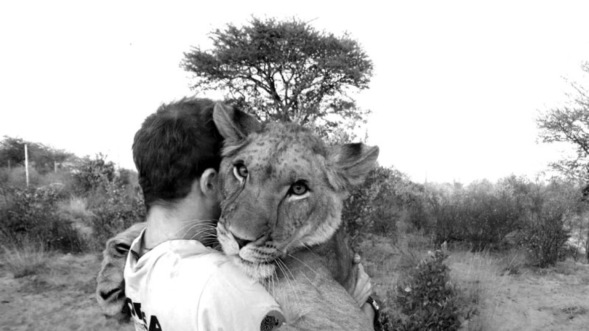 Δείτε άνθρωπο να αγκαλιάζει και να παίζει με λιοντάρια