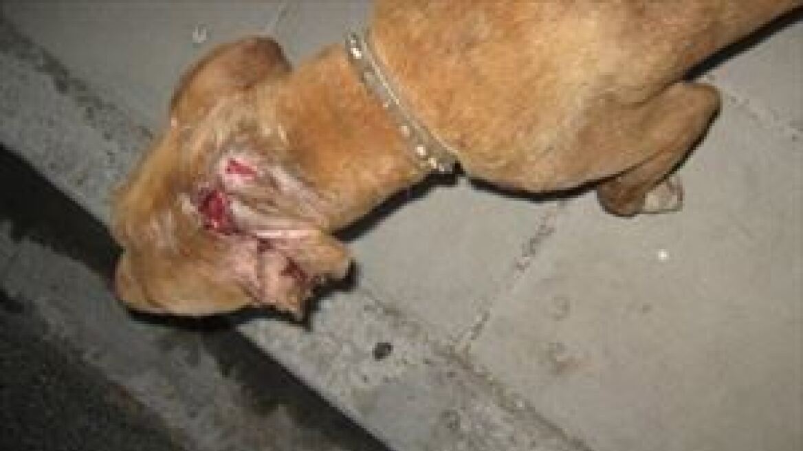 Κρήτη: Αποπειράθηκε να σφάξει το σκύλο του
