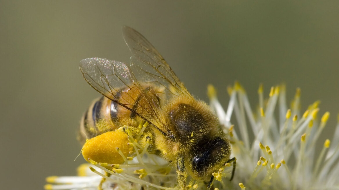 Οι εξατμίσεις των αυτοκινήτων εμποδίζουν τις μέλισσες να μυρίζουν τα λουλούδια