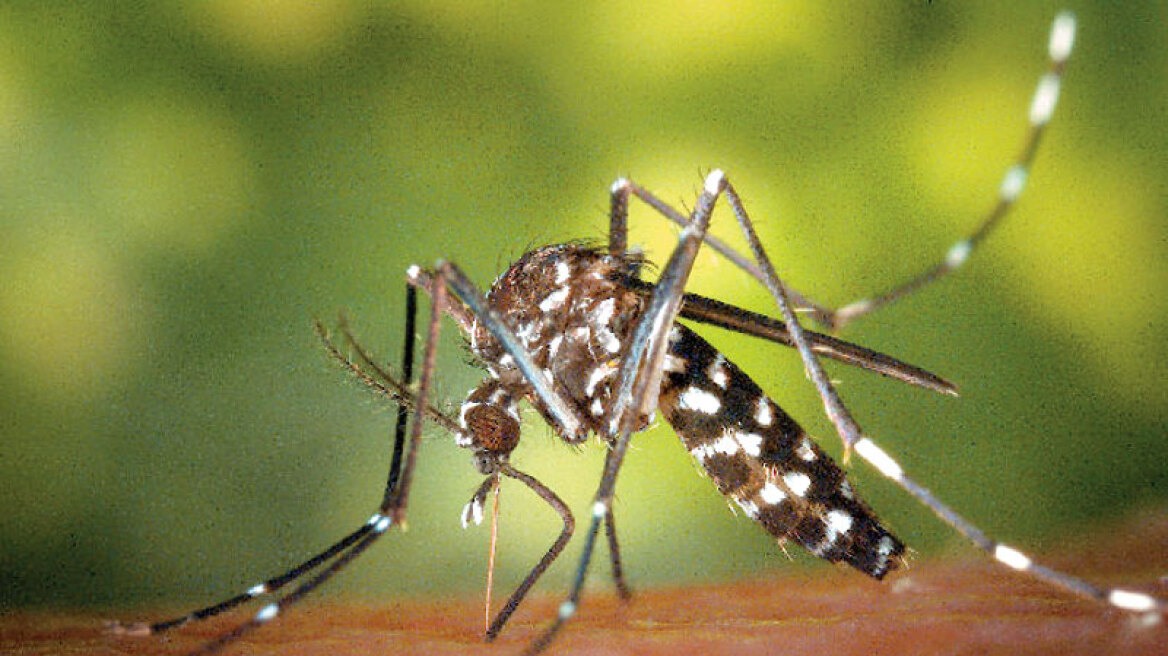 Τα κουνούπια και ο ιός του Δυτικού Νείλου «χτυπούν» ακόμη στην Ελλάδα